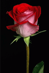 screen shot 2019-01-13 at 8.21.14 am